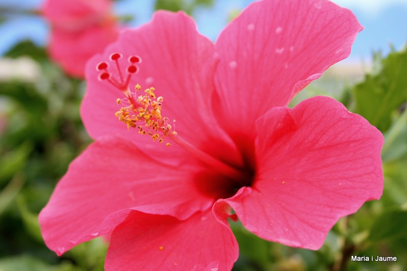 Flor de l'Illa de Pasqua